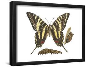 Zebra Swallowtail Butterfly, Caterpillar, and Pupae (Eurytides Marcellus), Insects-Encyclopaedia Britannica-Framed Poster