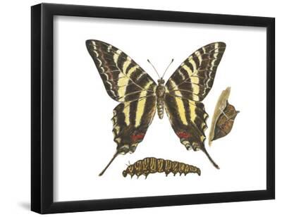 REAL FRAMED BUTTERFLY RED EURYTIDES MARCELLUS ZEBRA SWALLOWTAIL USA 
