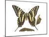 Zebra Swallowtail Butterfly, Caterpillar, and Pupae (Eurytides Marcellus), Insects-Encyclopaedia Britannica-Mounted Poster