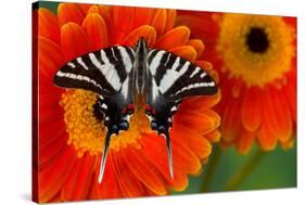 Zebra Swallowtail Butterfly-Darrell Gulin-Stretched Canvas