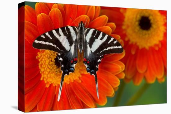 Zebra Swallowtail Butterfly-Darrell Gulin-Stretched Canvas