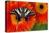 Zebra Swallowtail Butterfly-Darrell Gulin-Stretched Canvas