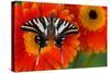 Zebra Swallowtail Butterfly-Darrell Gulin-Stretched Canvas