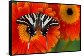 Zebra Swallowtail Butterfly-Darrell Gulin-Framed Stretched Canvas