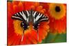 Zebra Swallowtail Butterfly-Darrell Gulin-Stretched Canvas