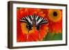 Zebra Swallowtail Butterfly-Darrell Gulin-Framed Photographic Print