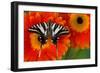 Zebra Swallowtail Butterfly-Darrell Gulin-Framed Photographic Print