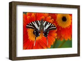 Zebra Swallowtail Butterfly-Darrell Gulin-Framed Photographic Print