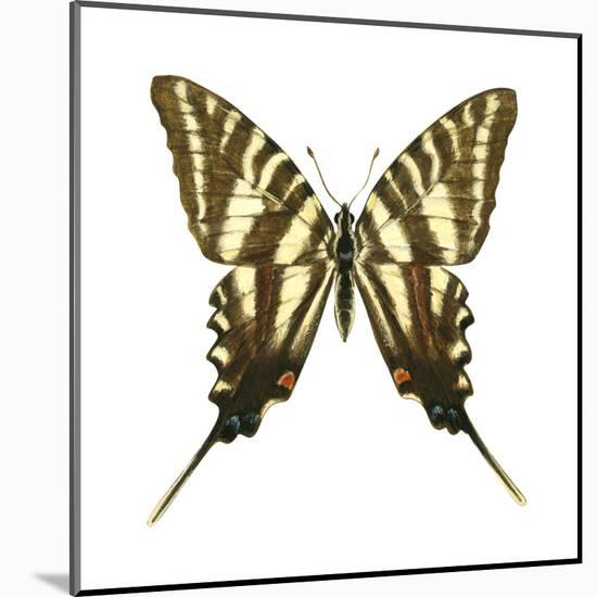 Zebra Swallowtail (Eurytides Marcellus), Insects-Encyclopaedia Britannica-Mounted Poster