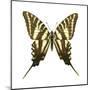 Zebra Swallowtail (Eurytides Marcellus), Insects-Encyclopaedia Britannica-Mounted Poster