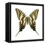 Zebra Swallowtail (Eurytides Marcellus), Insects-Encyclopaedia Britannica-Framed Stretched Canvas