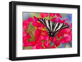 Zebra Swallowtail, North American Swallowtail Butterfly-Darrell Gulin-Framed Premium Photographic Print