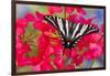 Zebra Swallowtail, North American Swallowtail Butterfly-Darrell Gulin-Framed Premium Photographic Print