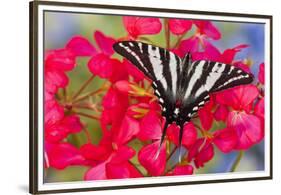 Zebra Swallowtail, North American Swallowtail Butterfly-Darrell Gulin-Framed Premium Photographic Print