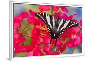 Zebra Swallowtail, North American Swallowtail Butterfly-Darrell Gulin-Framed Premium Photographic Print