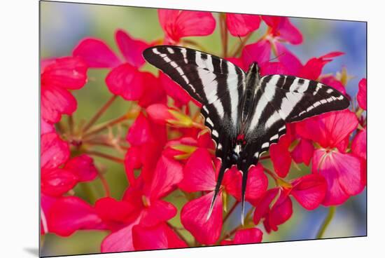 Zebra Swallowtail, North American Swallowtail Butterfly-Darrell Gulin-Mounted Premium Photographic Print