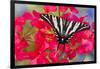 Zebra Swallowtail, North American Swallowtail Butterfly-Darrell Gulin-Framed Premium Photographic Print