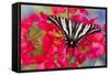 Zebra Swallowtail, North American Swallowtail Butterfly-Darrell Gulin-Framed Stretched Canvas