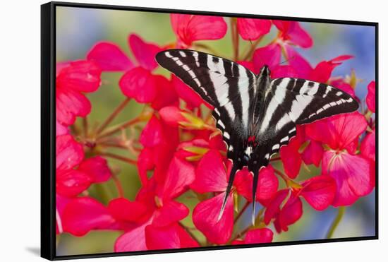 Zebra Swallowtail, North American Swallowtail Butterfly-Darrell Gulin-Framed Stretched Canvas
