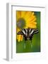 Zebra Swallowtail, North American Swallowtail Butterfly-Darrell Gulin-Framed Photographic Print