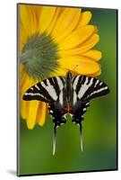 Zebra Swallowtail, North American Swallowtail Butterfly-Darrell Gulin-Mounted Photographic Print