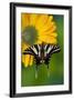 Zebra Swallowtail, North American Swallowtail Butterfly-Darrell Gulin-Framed Photographic Print