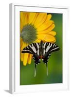 Zebra Swallowtail, North American Swallowtail Butterfly-Darrell Gulin-Framed Photographic Print