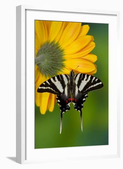 Zebra Swallowtail, North American Swallowtail Butterfly-Darrell Gulin-Framed Photographic Print