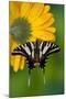 Zebra Swallowtail, North American Swallowtail Butterfly-Darrell Gulin-Mounted Photographic Print
