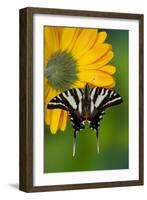 Zebra Swallowtail, North American Swallowtail Butterfly-Darrell Gulin-Framed Photographic Print