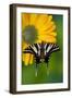 Zebra Swallowtail, North American Swallowtail Butterfly-Darrell Gulin-Framed Photographic Print