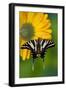 Zebra Swallowtail, North American Swallowtail Butterfly-Darrell Gulin-Framed Photographic Print