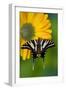 Zebra Swallowtail, North American Swallowtail Butterfly-Darrell Gulin-Framed Photographic Print