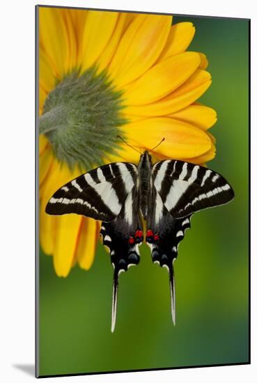 Zebra Swallowtail, North American Swallowtail Butterfly-Darrell Gulin-Mounted Photographic Print