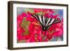 Zebra Swallowtail, North American Swallowtail Butterfly-Darrell Gulin-Framed Photographic Print