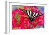 Zebra Swallowtail, North American Swallowtail Butterfly-Darrell Gulin-Framed Photographic Print