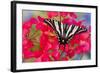 Zebra Swallowtail, North American Swallowtail Butterfly-Darrell Gulin-Framed Photographic Print