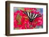 Zebra Swallowtail, North American Swallowtail Butterfly-Darrell Gulin-Framed Photographic Print