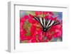 Zebra Swallowtail, North American Swallowtail Butterfly-Darrell Gulin-Framed Photographic Print