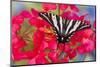 Zebra Swallowtail, North American Swallowtail Butterfly-Darrell Gulin-Mounted Photographic Print