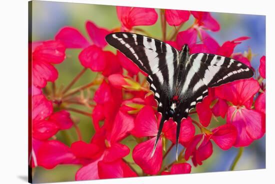 Zebra Swallowtail, North American Swallowtail Butterfly-Darrell Gulin-Stretched Canvas