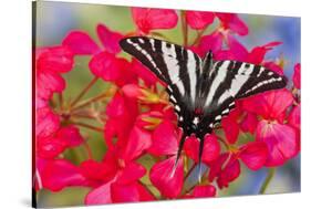 Zebra Swallowtail, North American Swallowtail Butterfly-Darrell Gulin-Stretched Canvas