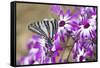 Zebra Swallowtail on Cineraria, Holmes Co. Ms-Richard ans Susan Day-Framed Stretched Canvas