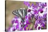 Zebra Swallowtail on Cineraria, Holmes Co. Ms-Richard ans Susan Day-Stretched Canvas
