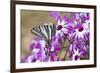 Zebra Swallowtail on Cineraria, Holmes Co. Ms-Richard ans Susan Day-Framed Photographic Print