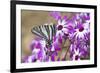 Zebra Swallowtail on Cineraria, Holmes Co. Ms-Richard ans Susan Day-Framed Photographic Print