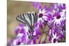 Zebra Swallowtail on Cineraria, Holmes Co. Ms-Richard ans Susan Day-Mounted Photographic Print