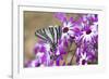 Zebra Swallowtail on Cineraria, Holmes Co. Ms-Richard ans Susan Day-Framed Photographic Print