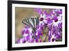 Zebra Swallowtail on Cineraria, Holmes Co. Ms-Richard ans Susan Day-Framed Photographic Print