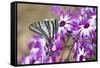 Zebra Swallowtail on Cineraria, Holmes Co. Ms-Richard ans Susan Day-Framed Stretched Canvas
